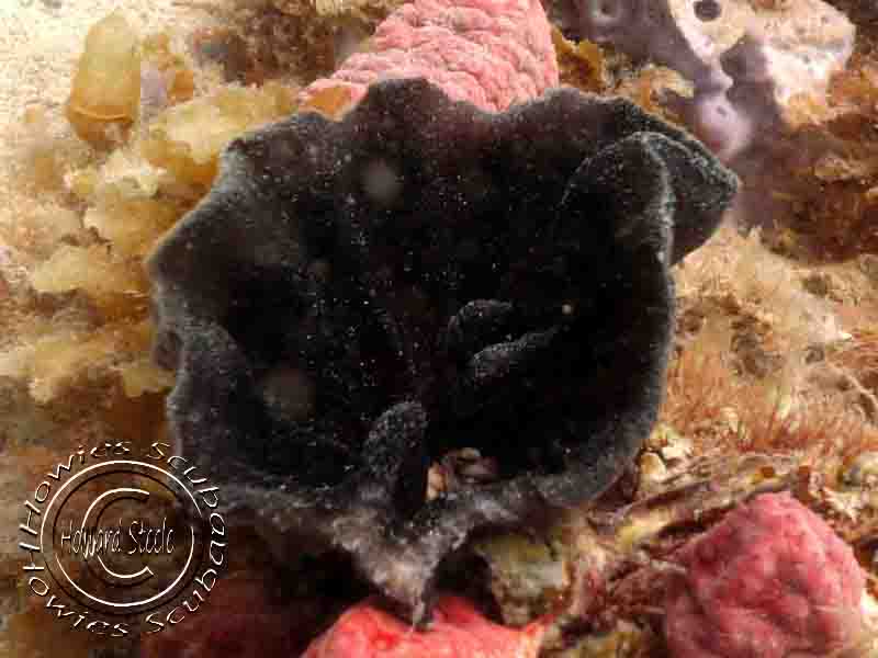 Identified Sponges, Howies Scuba